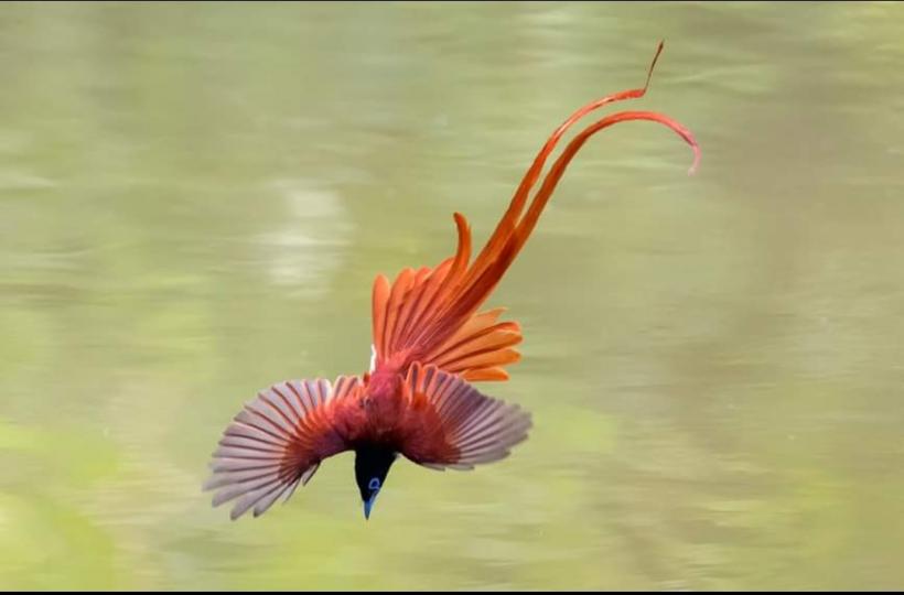 image%3A1000035612