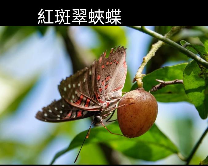 image%3A1000038902