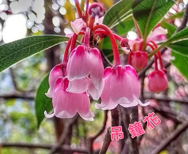 image%3A1000040608_0