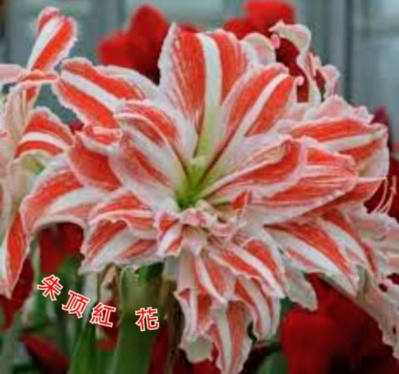 image%3A1000047955_0