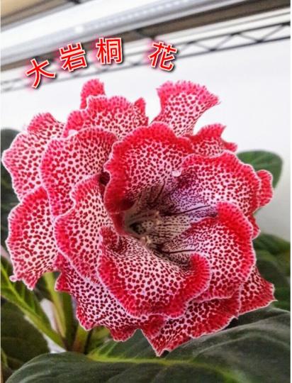 image%3A1000053075