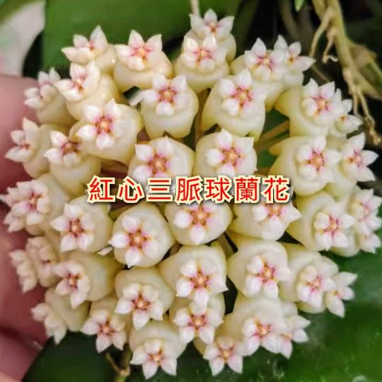 image%3A1000053451