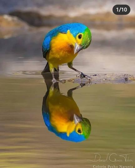 image%3A11435