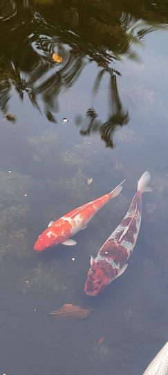 image%3A28867_0