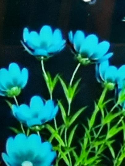image%3A36371
