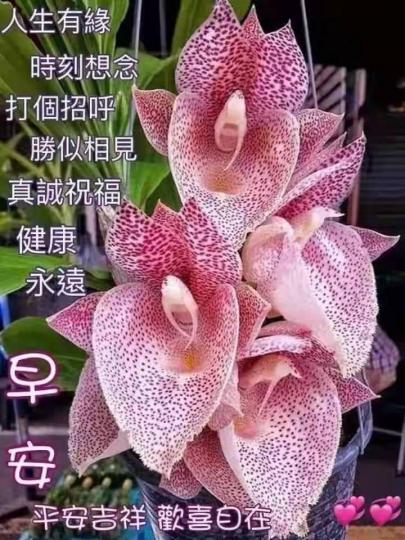 image%3A38583
