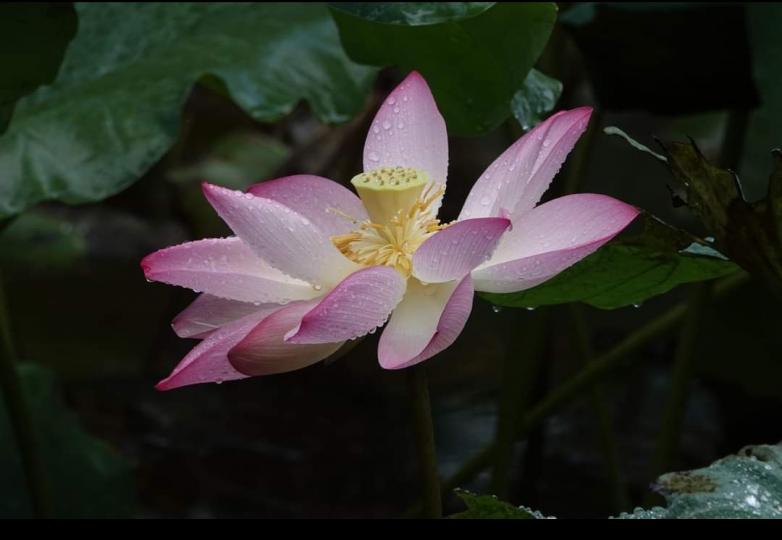 image%3A41589_0