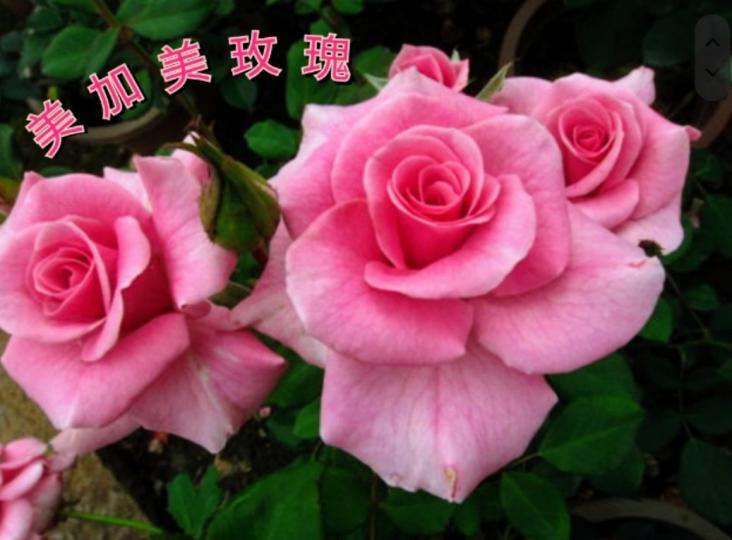 image%3A52921