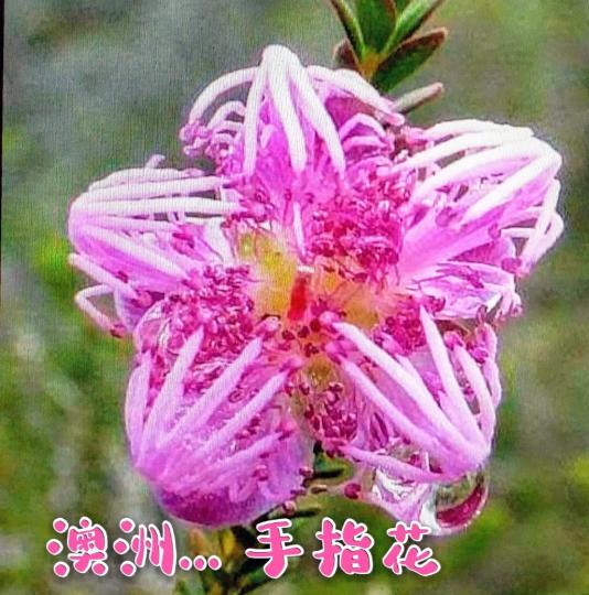 image%3A53915_0