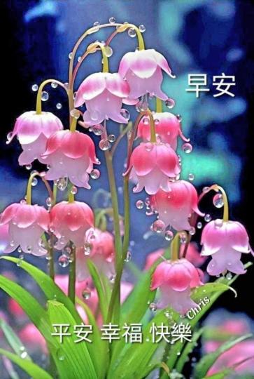 image%3A88966