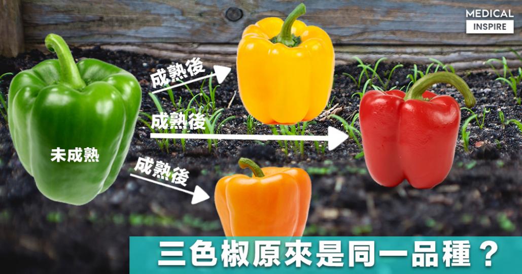 其實三色椒本是同一品種，出現三種不同顏色全因成熟程度，青椒是未成熟的甜椒，而紅、黃或橙就是已經成熟的，各含的天然色素令三者營養價值有分別。
紅椒：鞏固骨骼發展、抗衰老、抗癌
黃椒：管理血管健康
橙椒：...
