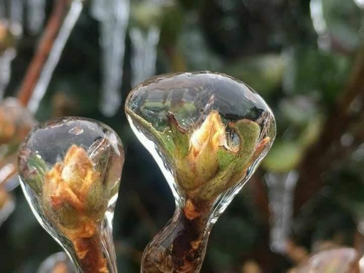 大帽山上的冰花,很少見!...