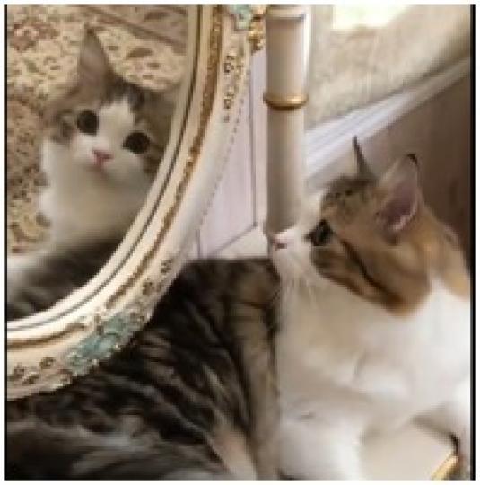 魔鏡魔鏡,這世上邊個最靚?是我小貓咪啊
@...