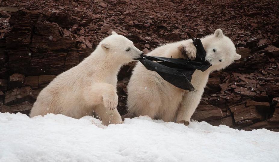 亂拋垃圾，除了影響生態環境之外，更有機會奪走動物性命！
兩隻年幼北極熊在雪地上爭奪拉扯一個黑色塑膠袋，牠們起初將膠袋當玩具拉扯嬉戲，但後來將膠袋放進口中並食落肚。...