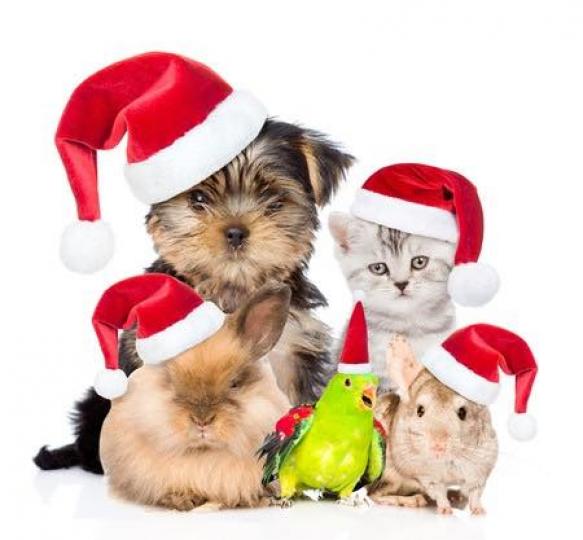 小寵物們祝大家聖誕快樂!...