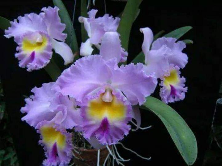 花花世界、品種繁多、又一種靚靚的蘭花！...