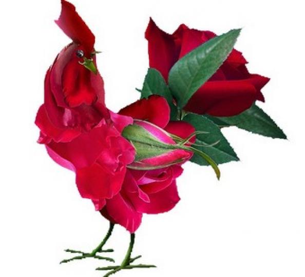 用玫瑰花砌成一隻大紅雞，好醒晨，好靚！...