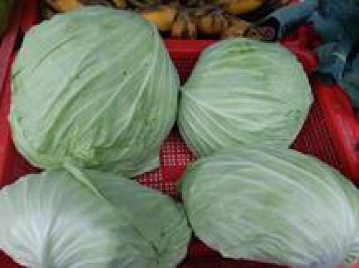 椰菜 屬於十字花科蔬菜，含有「維生素U」，可助抑制胃酸，有治療胃潰瘍的功效。...