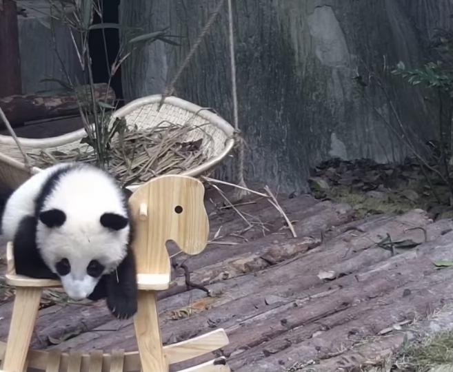 小熊貓🐻‍❄️騎小木馬多幸福...