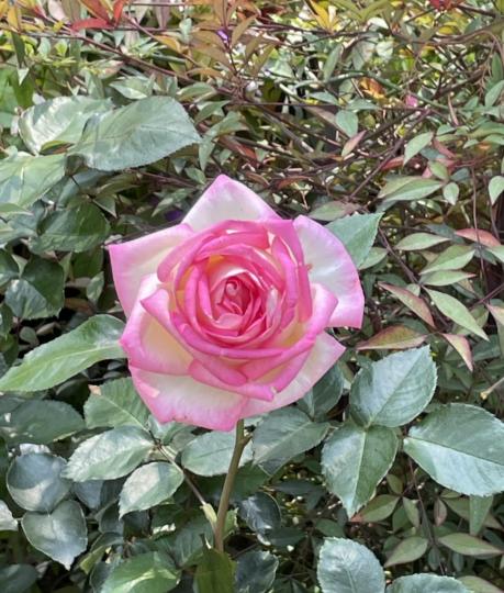 粉紅色的玫瑰花色彩層次分明...