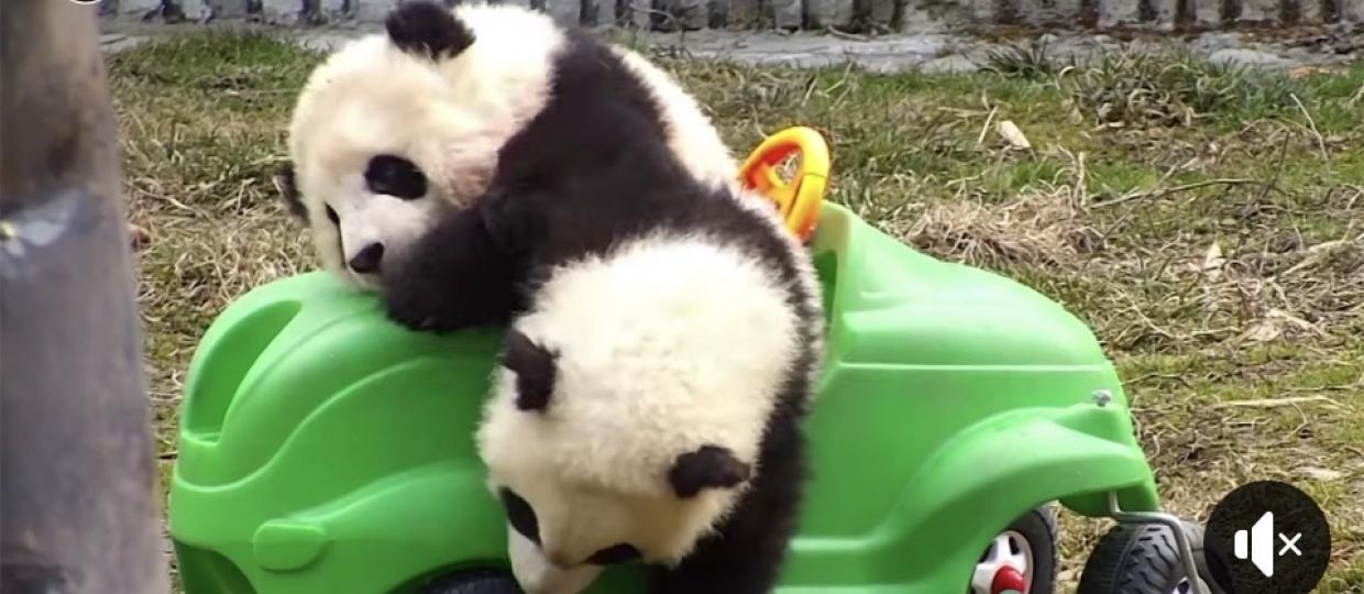 早安！不要爭小心熊貓爭上車玩逼在一起...