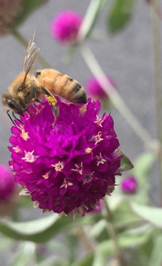 蜜蜂🐝專注吸花蜜已不留意被攝入鏡頭了...