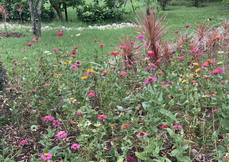 公園園藝種多色彩菊花，設計幾靚！...