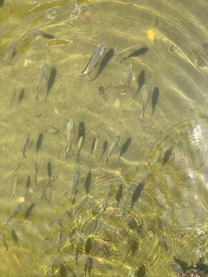 公園的水池很多魚仔成羣暢泳泛起絲絲漣漪...
