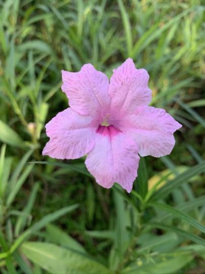 這花似放聲歌唱，希望疫情快過...