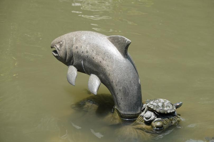 池塘裏的真龜不怕和這條大魚一齊（假魚）...