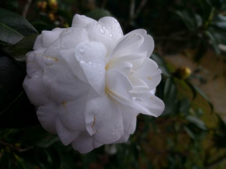 下雨後

雨後的白花倍添清純亮麗。...