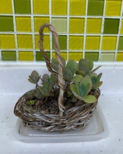 室內小盆栽

多肉植物適宜做室內小盆栽擺設。...