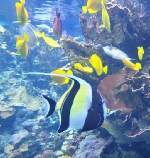 水族館
很多熱門旅遊點都有水族館的設備，賞魚是最好的消閒活動之一。...