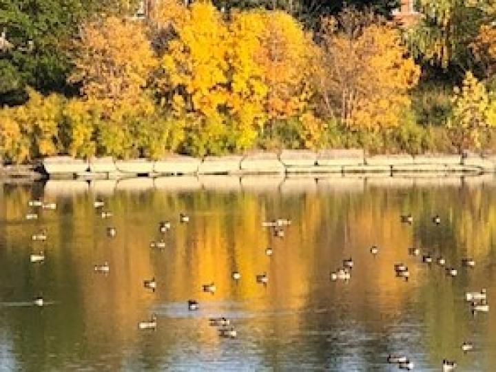 湖畔秋色

踏入深秋，加拿大的湖畔景色優美，一群群的小鴨子漫游水中，加添秋色一點美態。...