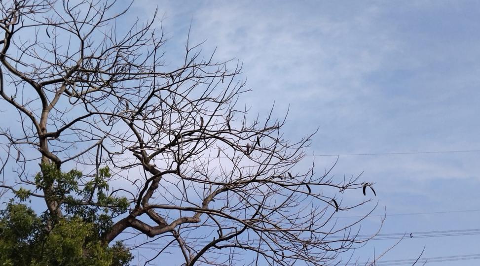 禿枝
雖然已踏入春天，但氣温仍低，樹上仍有很多禿枝。...