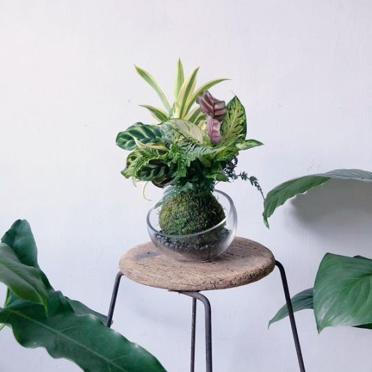苔球
苔球小巧又療癒,是自己可以動手 DIY 一顆苔球。能掌握土壤質地和苔蘚種類等要素,才能製作出一顆漂亮又長壽的苔球。... 苔球
苔球小巧又療癒,是自己可以動手 DIY 一顆苔球。能掌握土壤質地和苔蘚種類等要素,才能製作出一顆漂亮又長壽的苔球。...