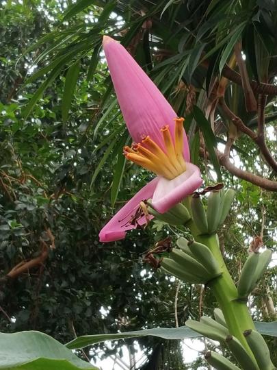 香蕉花

香蕉花是香蕉樹的花蕾，一棵香蕉樹一生只有一個香蕉花花蕾。...