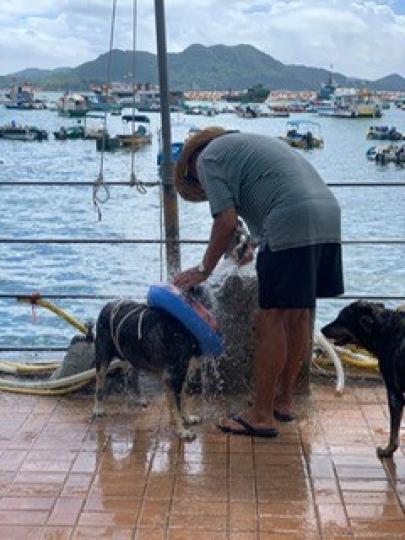 狗隻沐浴

天氣熱，主人替狗隻淋浴，狗兒乖乖的享受。...