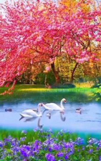 天鵝
岸邊有火紅的樹和紫色花朵，湖中有大小天鵝游來游去，景色多優美。...