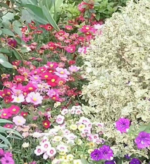 吟春花

春光明媚花嬌俏
嫣紅翠綠景絕妙...