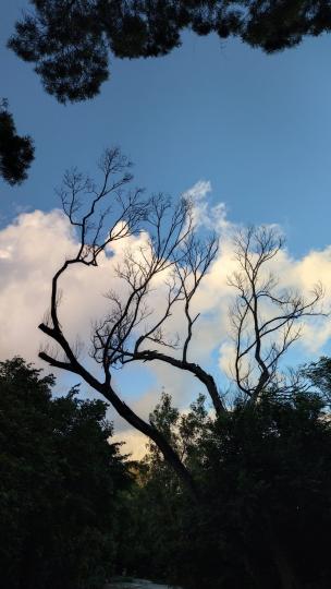 自然美

我認為任何景物都有自然的美，如禿枝在藍天白雲下也相當美。...
