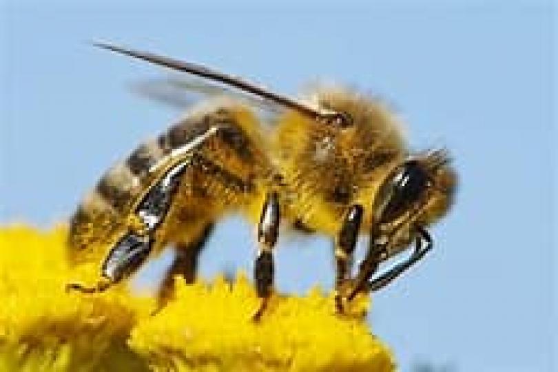 世界蜜蜂日
每年5月20日是世界蜜蜂日,目的是向大眾推蜜蜂作包含多種糧食作物之授粉者,以及穩定生態系的重要性與不可取代性。... 世界蜜蜂日
每年5月20日是世界蜜蜂日,目的是向大眾推蜜蜂作包含多種糧食作物之授粉者,以及穩定生態系的重要性與不可取代性。...