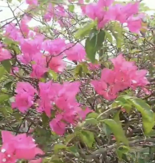 杜鵑花之美

一路杜鵑花開心响往
好比知己紅艷露凝香...