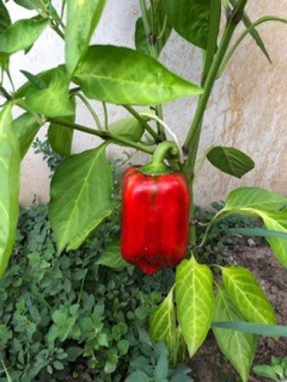紅椒
長居加拿大朋友退休後閒來在後花園自種蔬菜。今年雨水和陽光充沛，紅椒收成不錯。...