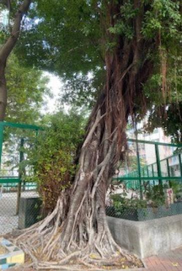大榕樹
大榕樹和附近的土地公公保祐這區市民。...