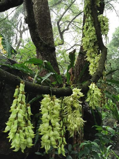 元荃古道禾雀花

禾雀花盛放每年三、四月清明節前後，在香港是二級保護植物。禾雀花的花形非常似禾雀，因而得名。一串串的禾雀花已在元荃古道隨處盛放了。...
