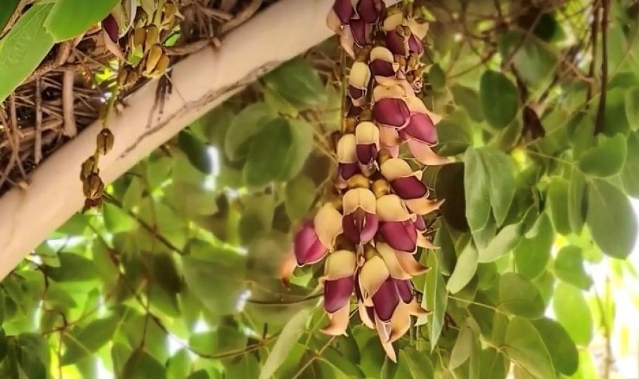 油麻藤
油麻藤有「禾雀花」的外號,自然是因為其花朵外形像小鳥般可愛。呈鐘形的花萼是「鳥頭」,上瓣是「翅膀」,而下面的翼瓣和中間的龍骨瓣則是「身軀」。佐敦谷公園種植油麻藤作觀賞用途。... 油麻藤
油麻藤有「禾雀花」的外號,自然是因為其花朵外形像小鳥般可愛。呈鐘形的花萼是「鳥頭」,上瓣是「翅膀」,而下面的翼瓣和中間的龍骨瓣則是「身軀」。佐敦谷公園種植油麻藤作觀賞用途。...