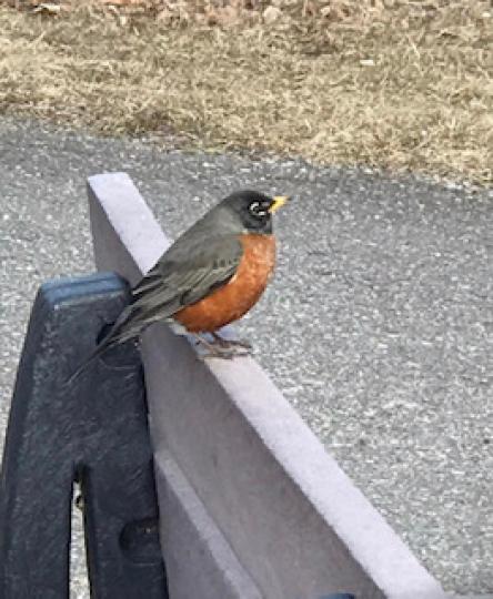 燈草雀
這隻小鳥叫燈草雀，又稱「雪鳥」是北美洲常見的雀鳥。...