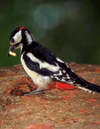 啄木鳥
啄木鳥是一種益鳥，一直在枝幹上捉蟲子。...