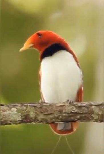 雀鳥

公園裏被顏色美麗而不知明的雀鳥吸引過來，決定拍下留念。...
